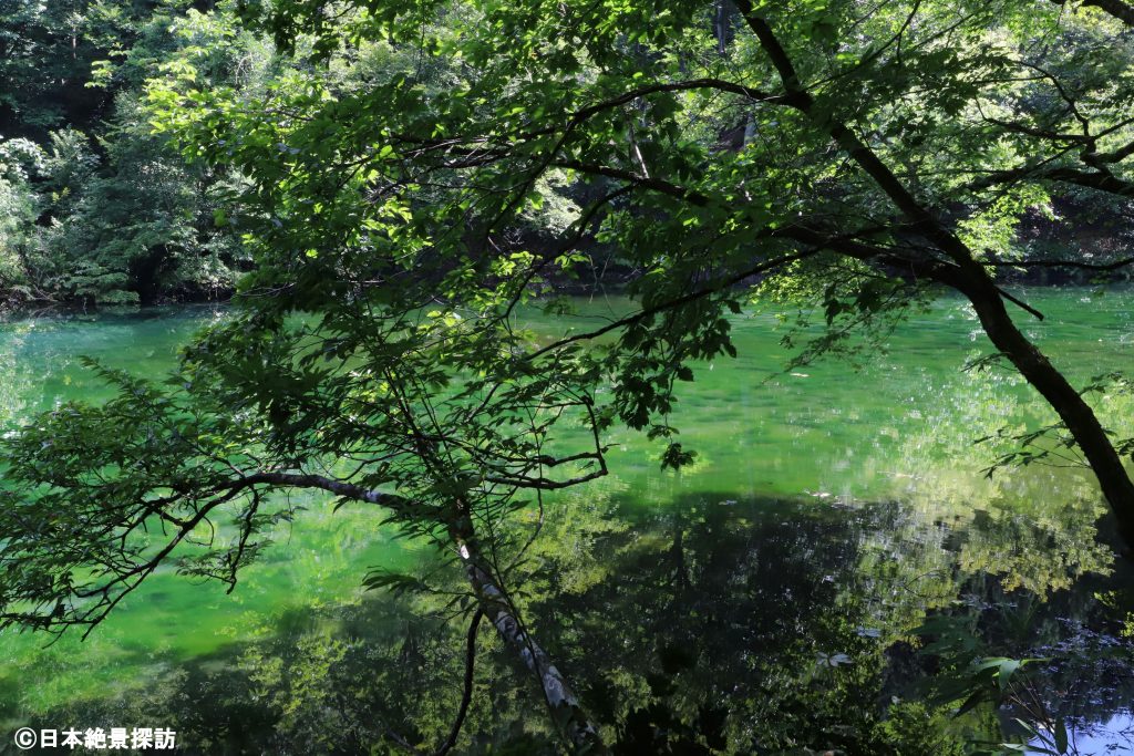 龍ヶ窪（新潟県津南町）・木々の緑と