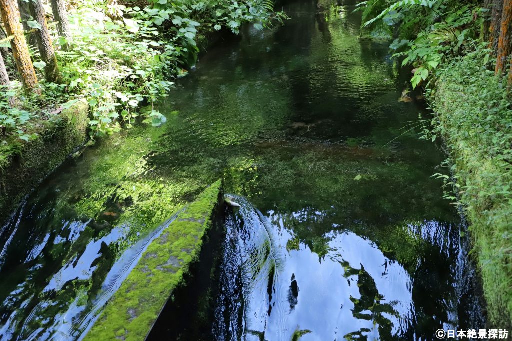 龍ヶ窪（新潟県津南町）・水面に緑が映るほどの透明感