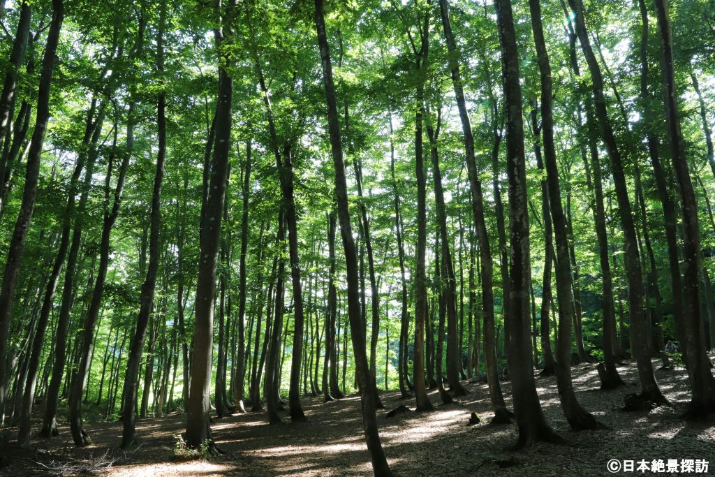 美人林（新潟県十日町市）・斜面のブナ林