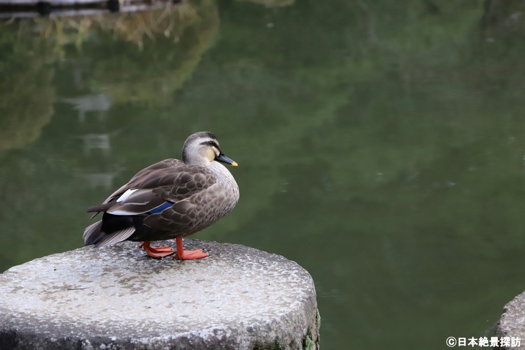 平安神宮（京都府京都市左京区）・丸石で休憩する鴨