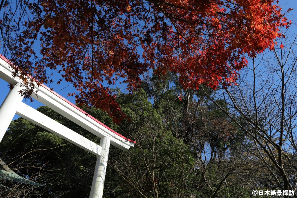 鎌倉宮（神奈川県鎌倉市）・鳥居と真っ赤なモミジ