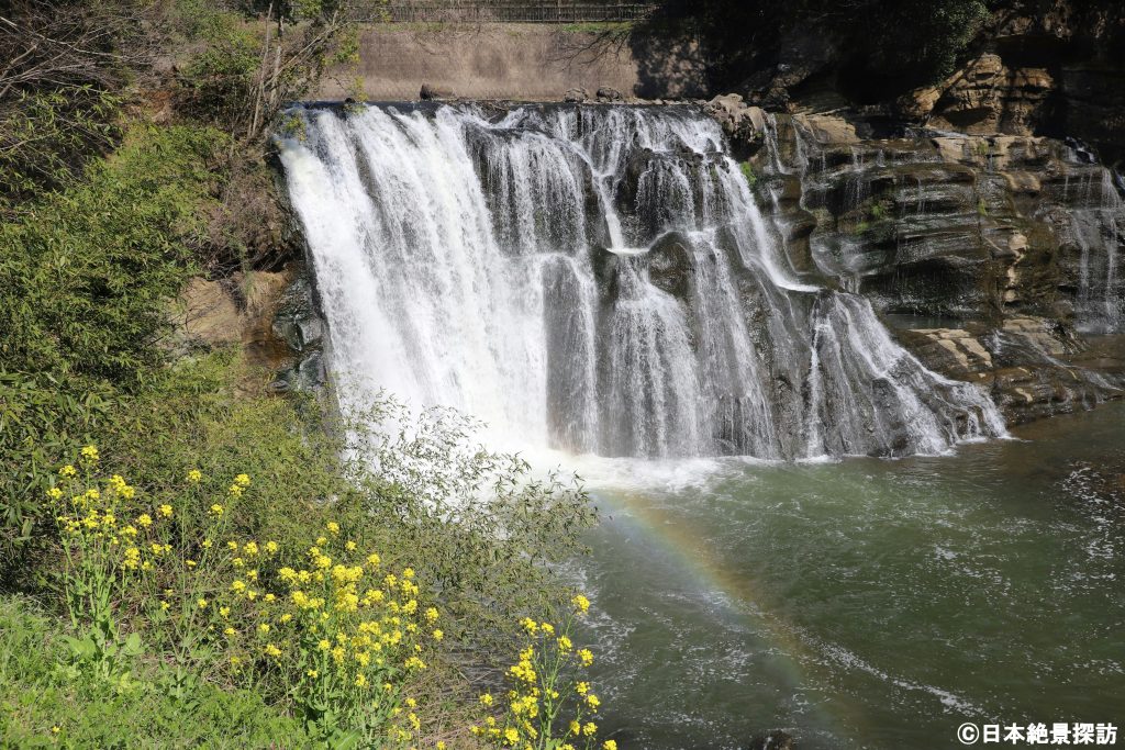 龍門の滝（栃木県那須烏山市）×菜の花×虹