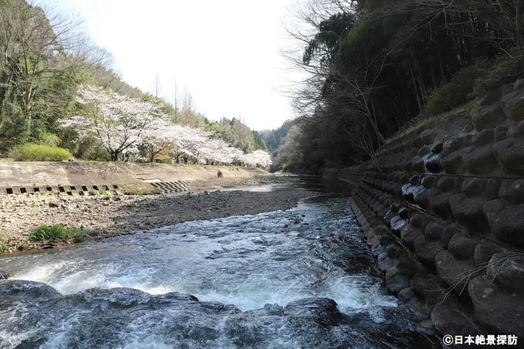 川の流れと龍門の滝（栃木県那須烏山市）公園の桜並木