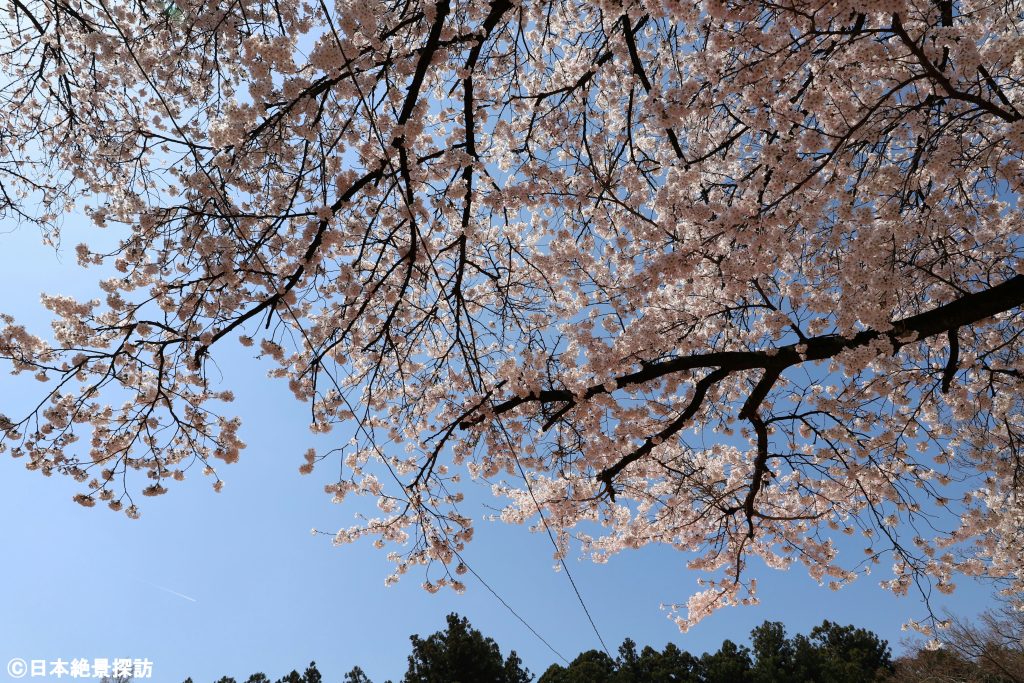 千本松牧場（栃木県那須塩原市）・桜のカーテン