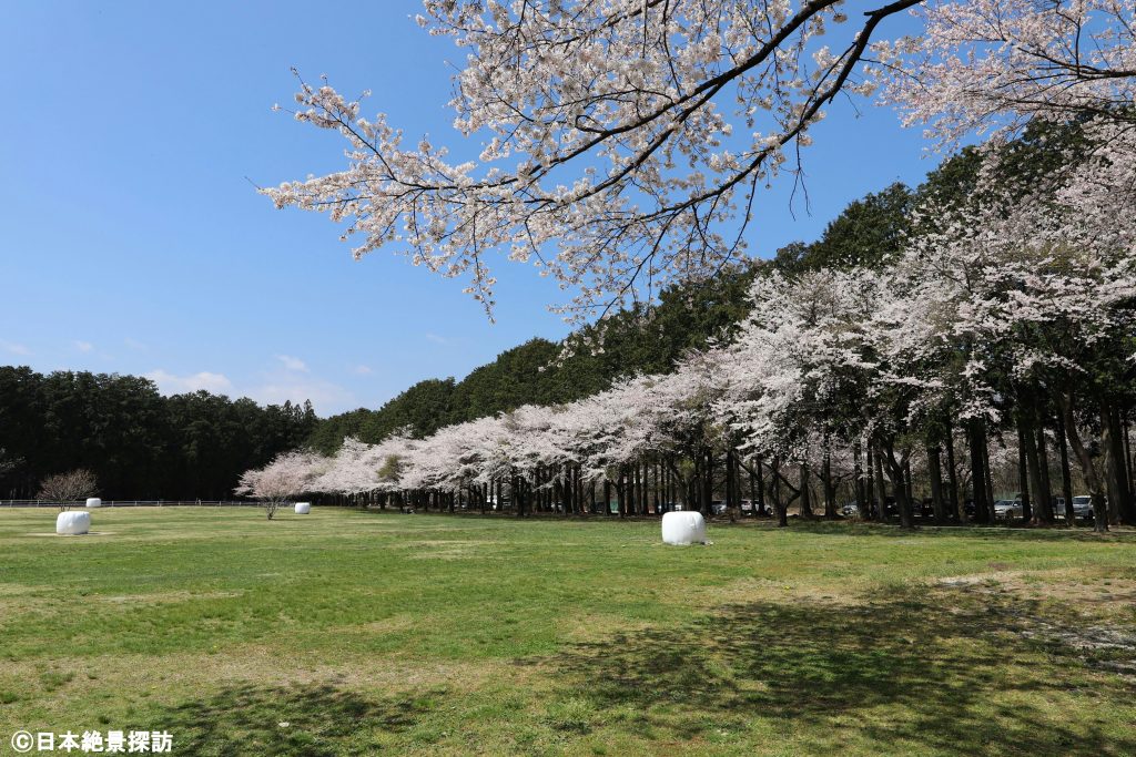千本松牧場（栃木県那須塩原市）の桜