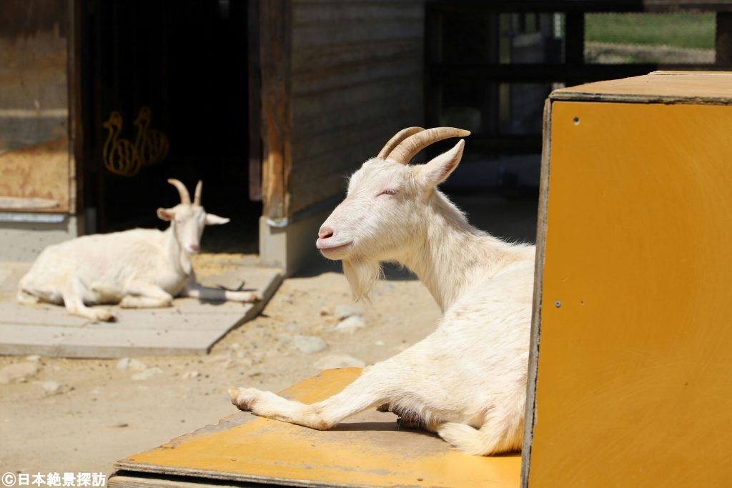 千本松牧場（栃木県那須塩原市）・どうぶつふれあい広場のヤギ