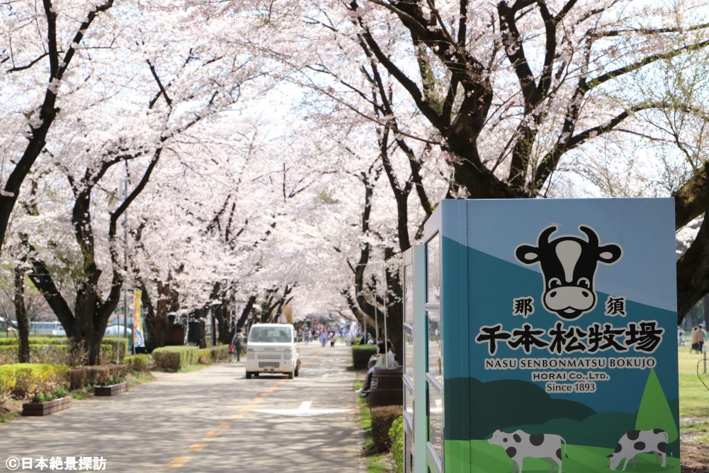 千本松牧場（栃木県那須塩原市）・並木通りの桜のトンネル