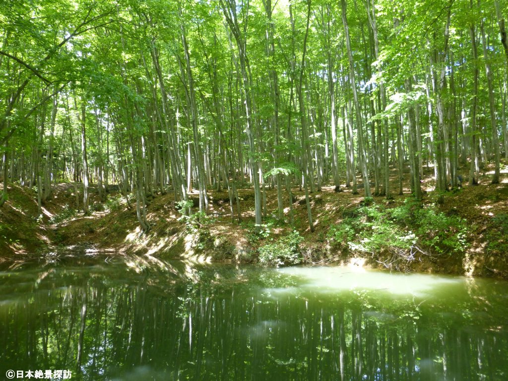 美人林（新潟県十日町市）・ため池とブナ林