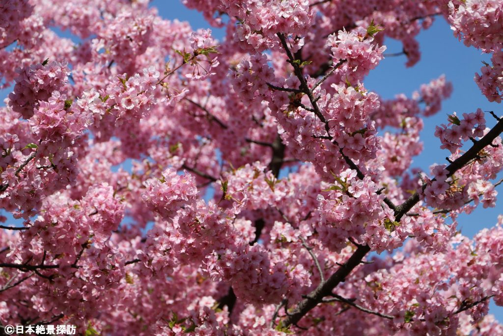 大横川（東京都江東区）の河津桜・一足早く感じる華やかな春の世界