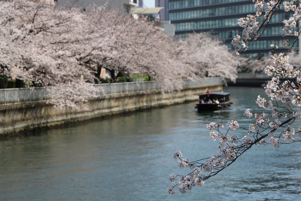 大横川（東京都江東区）の桜並木