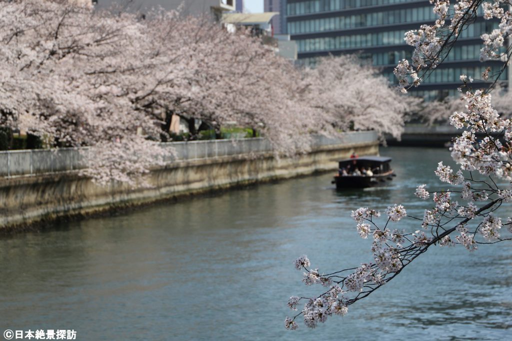 桜並木と大横川（東京都江東区）をゆく和船