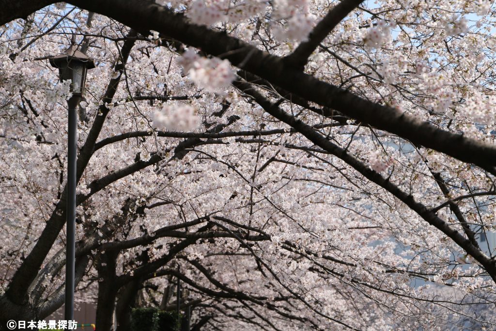 大横川（東京都江東区）・桜並木を歩く