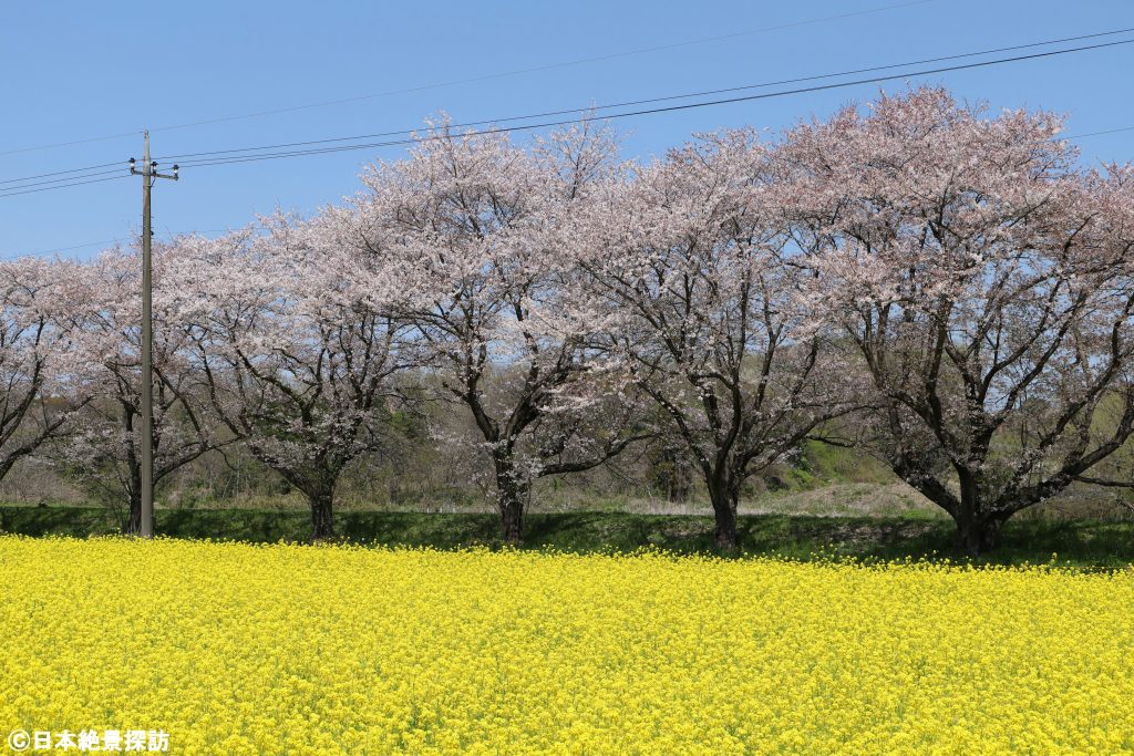 都幾川桜堤（埼玉県嵐山町）・菜の花と桜並木