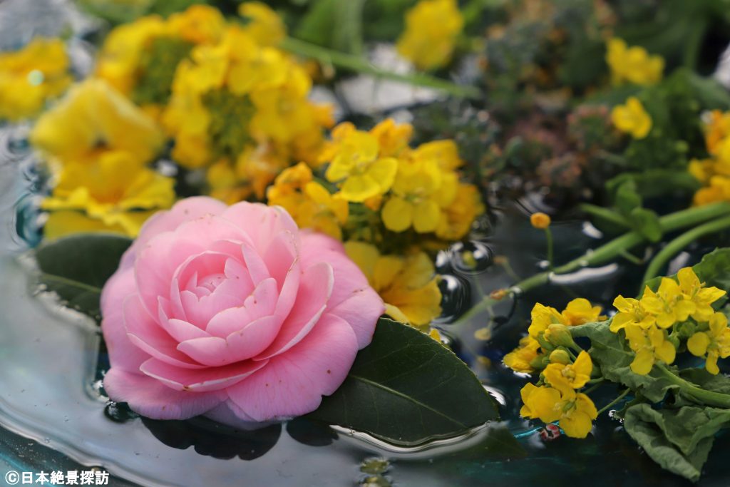 川越八幡宮（埼玉県川越市）・乙女椿や菜の花…3月の花手水