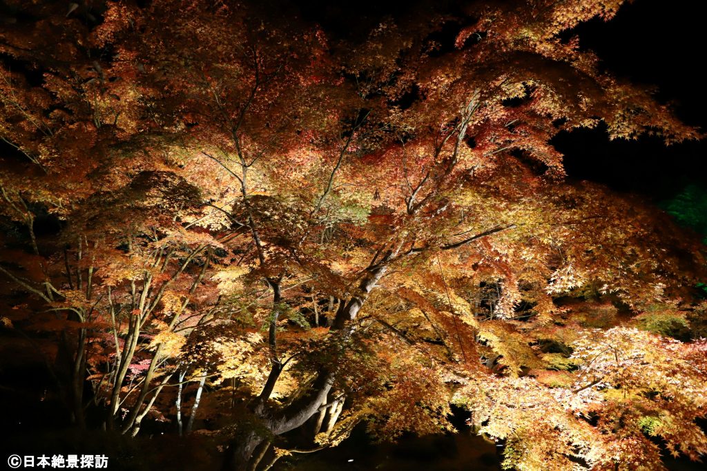 円通院（宮城県松島町）の紅葉・巨大なもみじの木