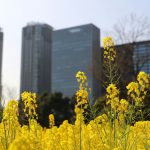 浜離宮恩賜庭園（東京都中央区）の菜の花