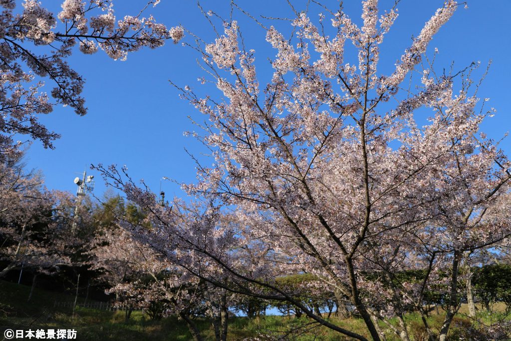 日和山公園（宮城県石巻市）・園内に咲き誇る桜