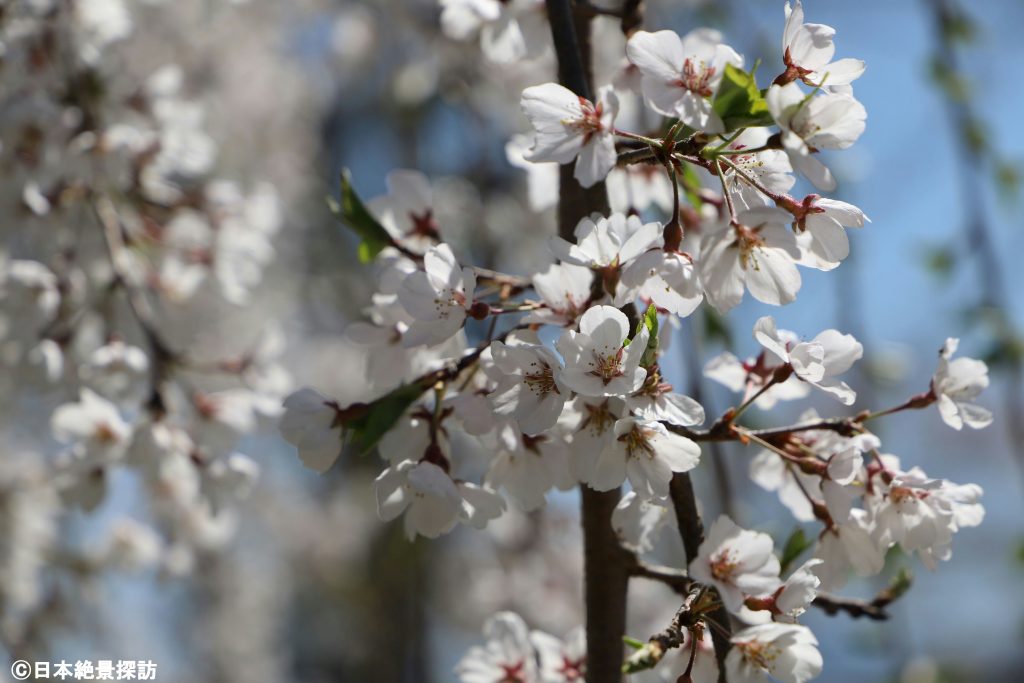 伊佐須美神社外苑「あやめ苑」（福島県会津美里町）・降り注ぐ桜の木