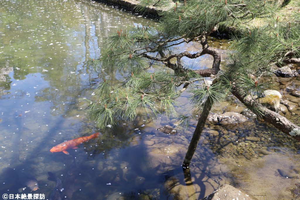 伊佐須美神社外苑「あやめ苑」（福島県会津美里町）・桜の花びら浮く池を泳ぐ