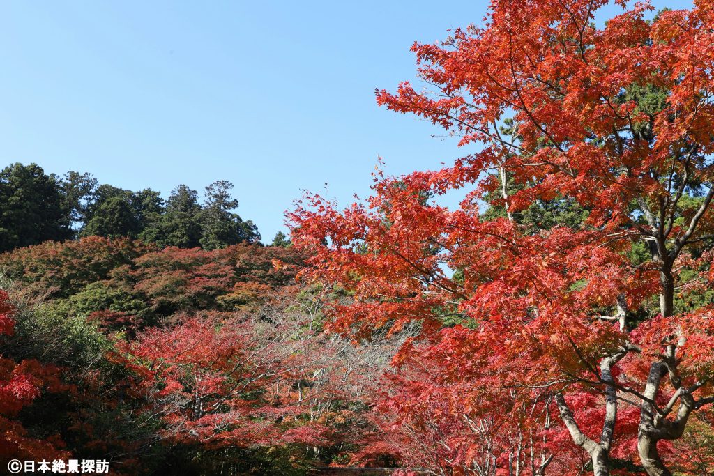 円通院（宮城県松島町）の紅葉・遠くの木々も赤く…