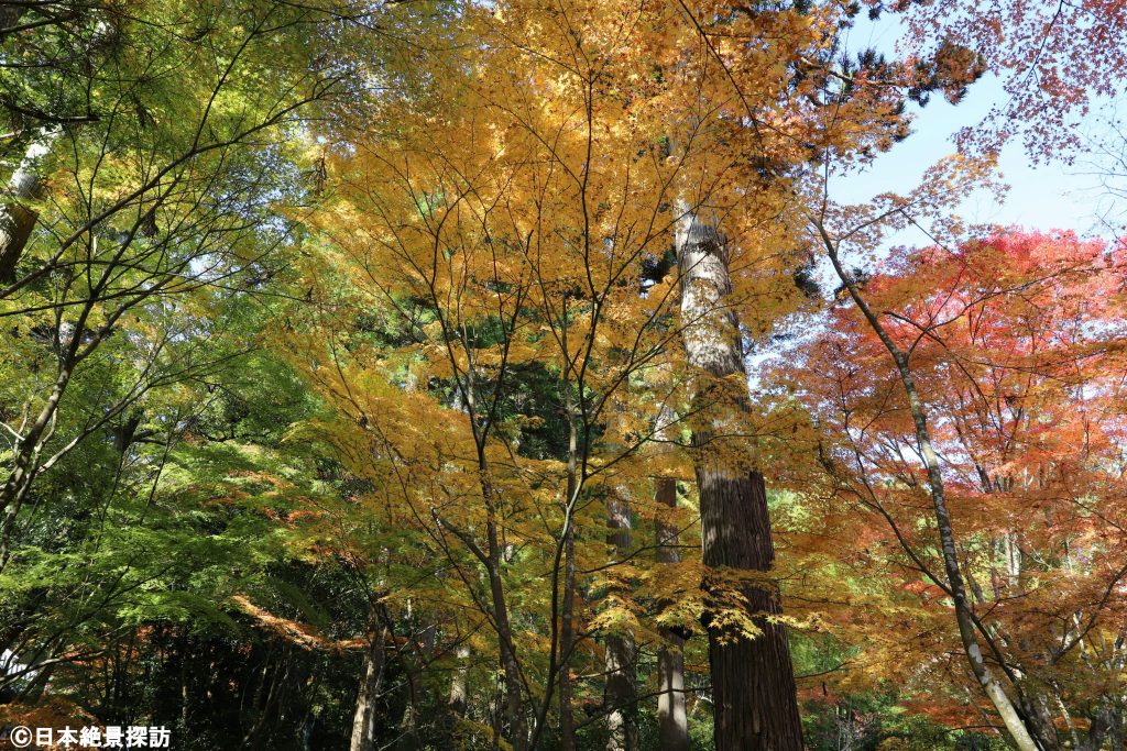 円通院（宮城県松島町）の紅葉・緑・黄色・赤