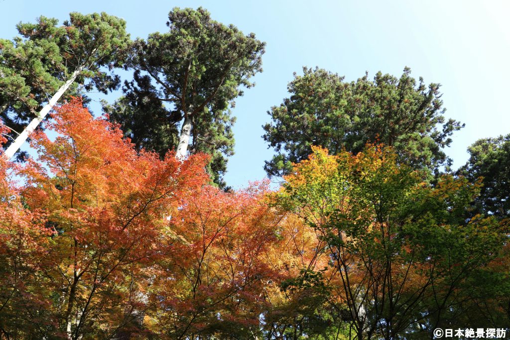 円通院（宮城県松島町）・紅葉の背景に松林