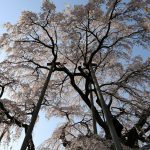 三春の滝桜（福島県三春町）