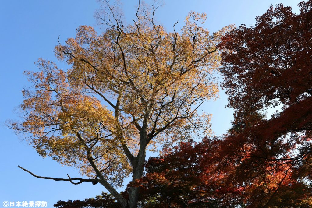 雄島（宮城県松島町）の紅葉・高台の巨木