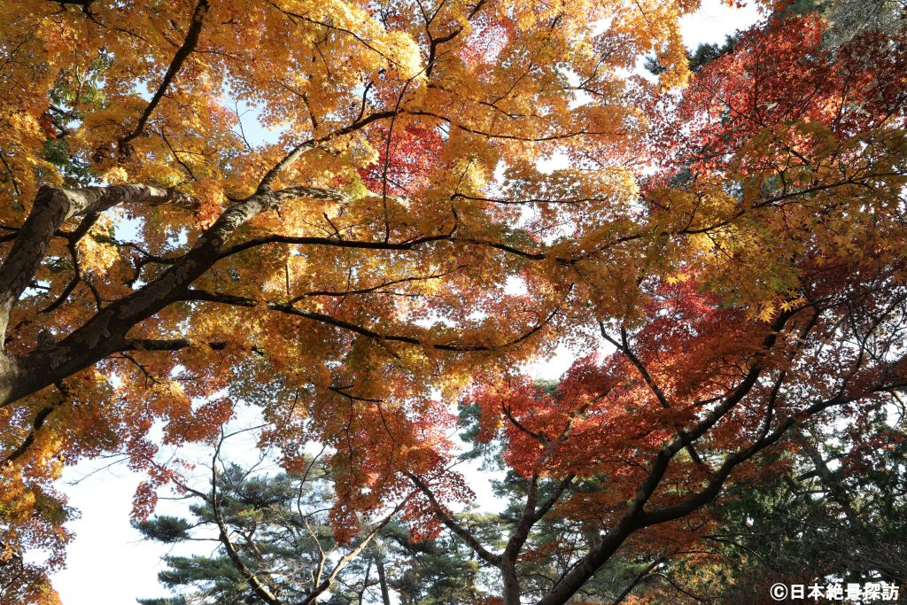 雄島（宮城県松島町）の紅葉・赤と黄色の空
