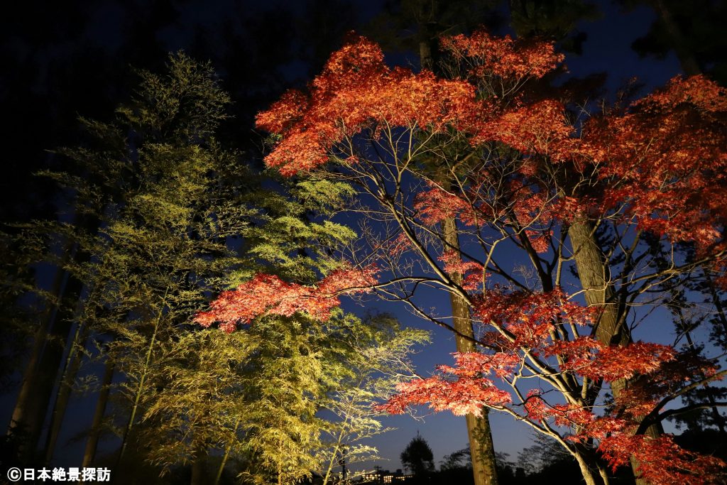 瑞巌寺（宮城県松島町）のライトアップ・紅葉と竹林