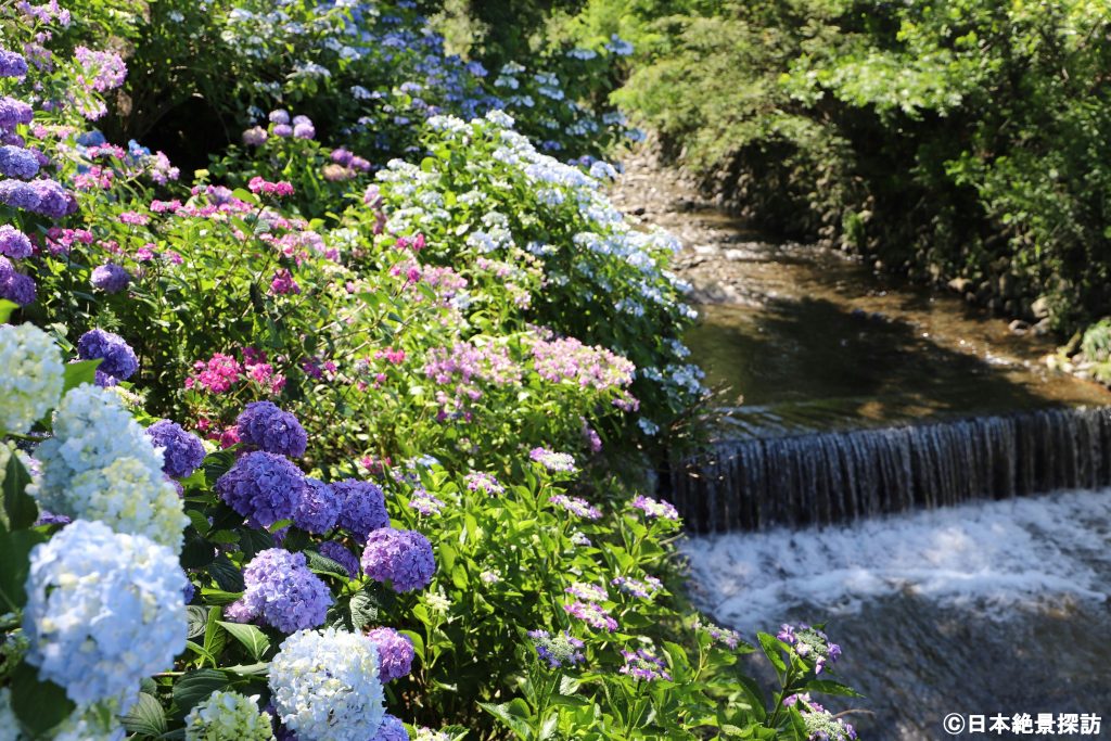 小野池あじさい公園（群馬県渋川市）・川沿いを彩る紫陽花
