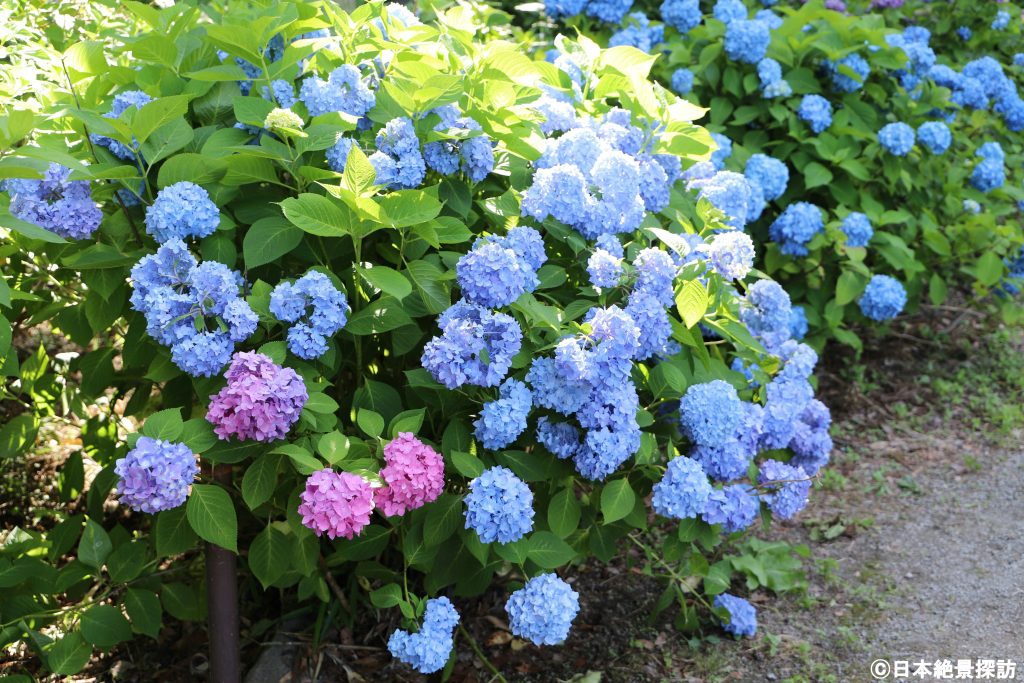 小野池あじさい公園（群馬県渋川市）・赤と青の紫陽花が一緒に
