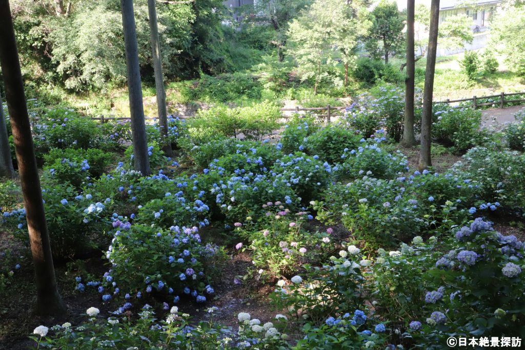 小野池あじさい公園（群馬県渋川市）・広場を埋め尽くす紫陽花の森