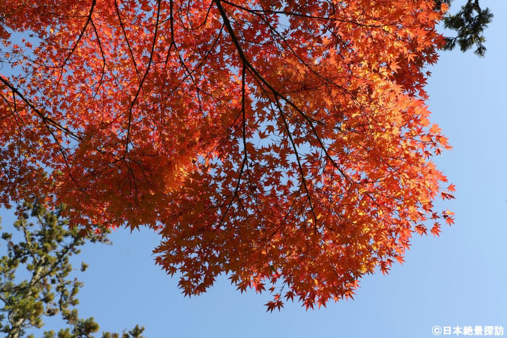 瑞巌寺（宮城県松島町）の紅葉・見上げる秋