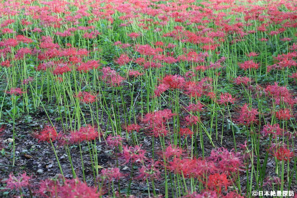野川公園（東京都小金井市）の彼岸花・群生の中