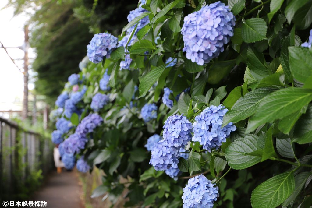 梅雨の季節を彩るアジサイの花・飛鳥山公園（東京都北区）「飛鳥の小径」にて