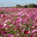 吹上コスモス畑（埼玉県鴻巣市）