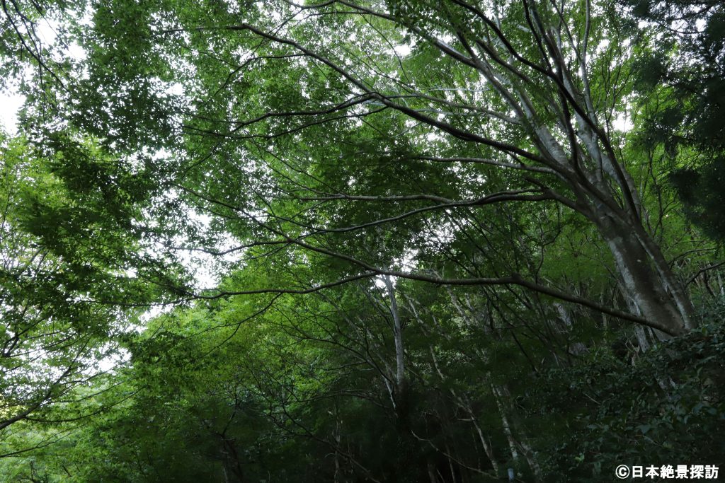 材木岩公園（宮城県白石市）・緑覆う道