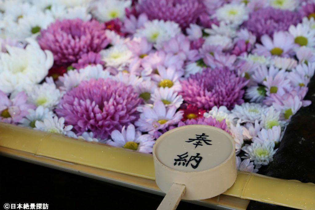 土津神社（福島県猪苗代町）・菊の花手水