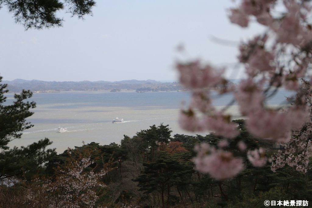 西行戻しの松公園（宮城県松島町）・桜越しの遊覧船