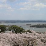 西行戻しの松公園の桜（宮城県松島町）