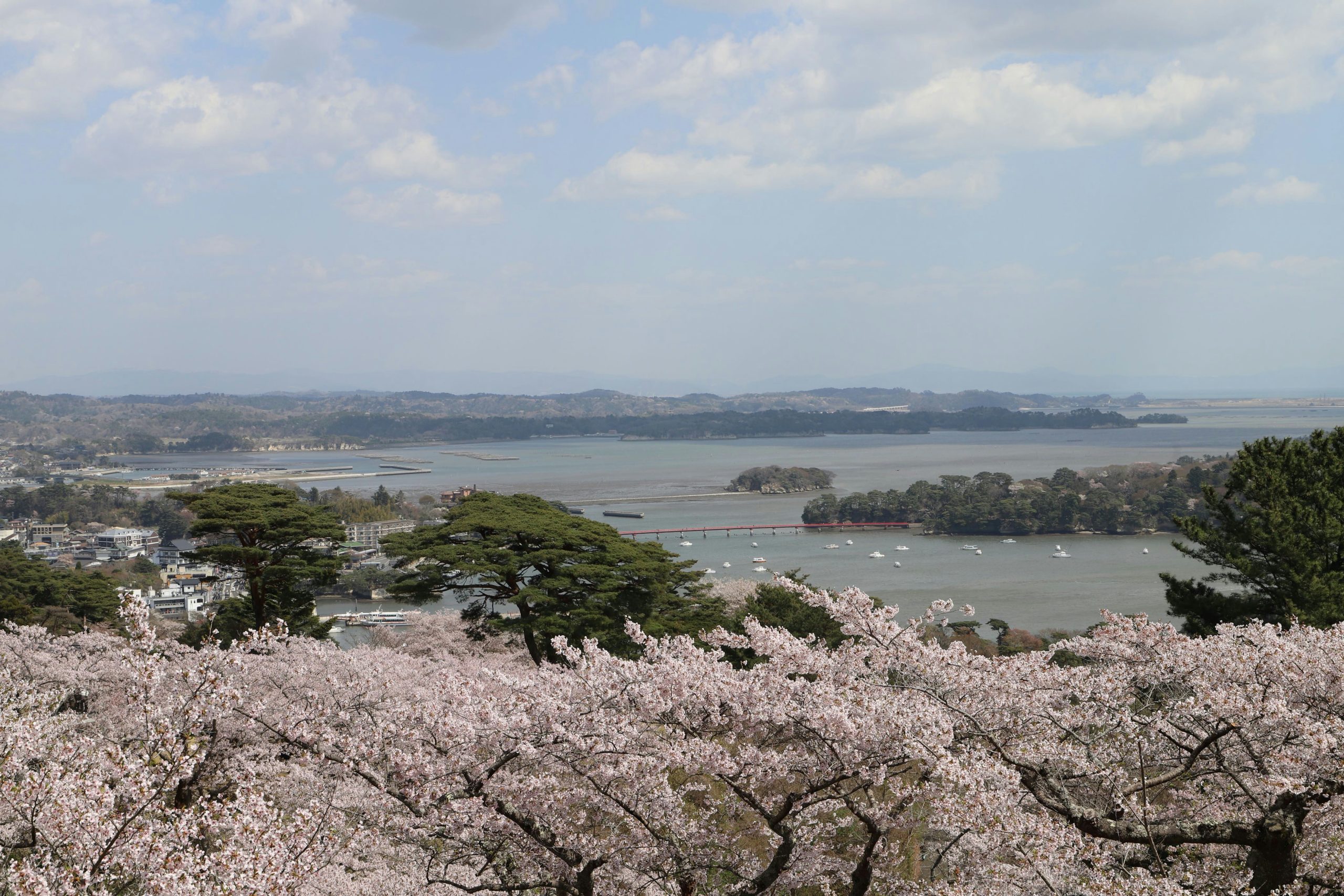 西行戻しの松公園の桜（宮城県松島町）