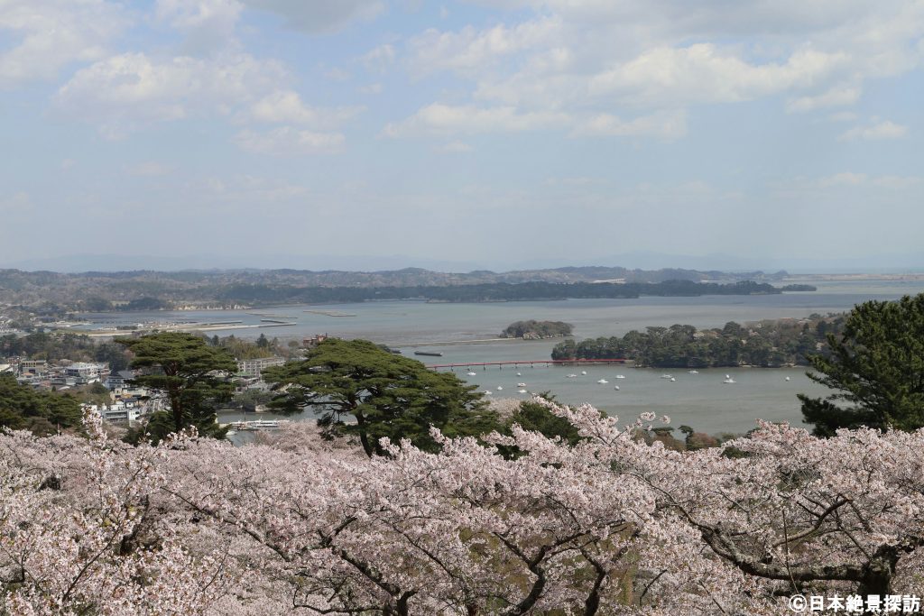 西行戻しの松公園（宮城県松島町）・松島を背景に…桜