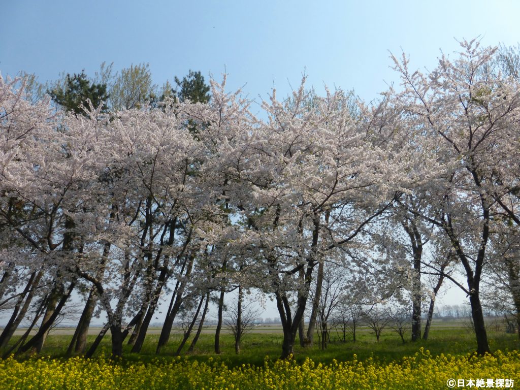 桜並木と菜の花ロード（秋田県大潟村）・満開の桜と菜の花