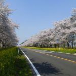 桜並木と菜の花ロード（秋田県大潟村）