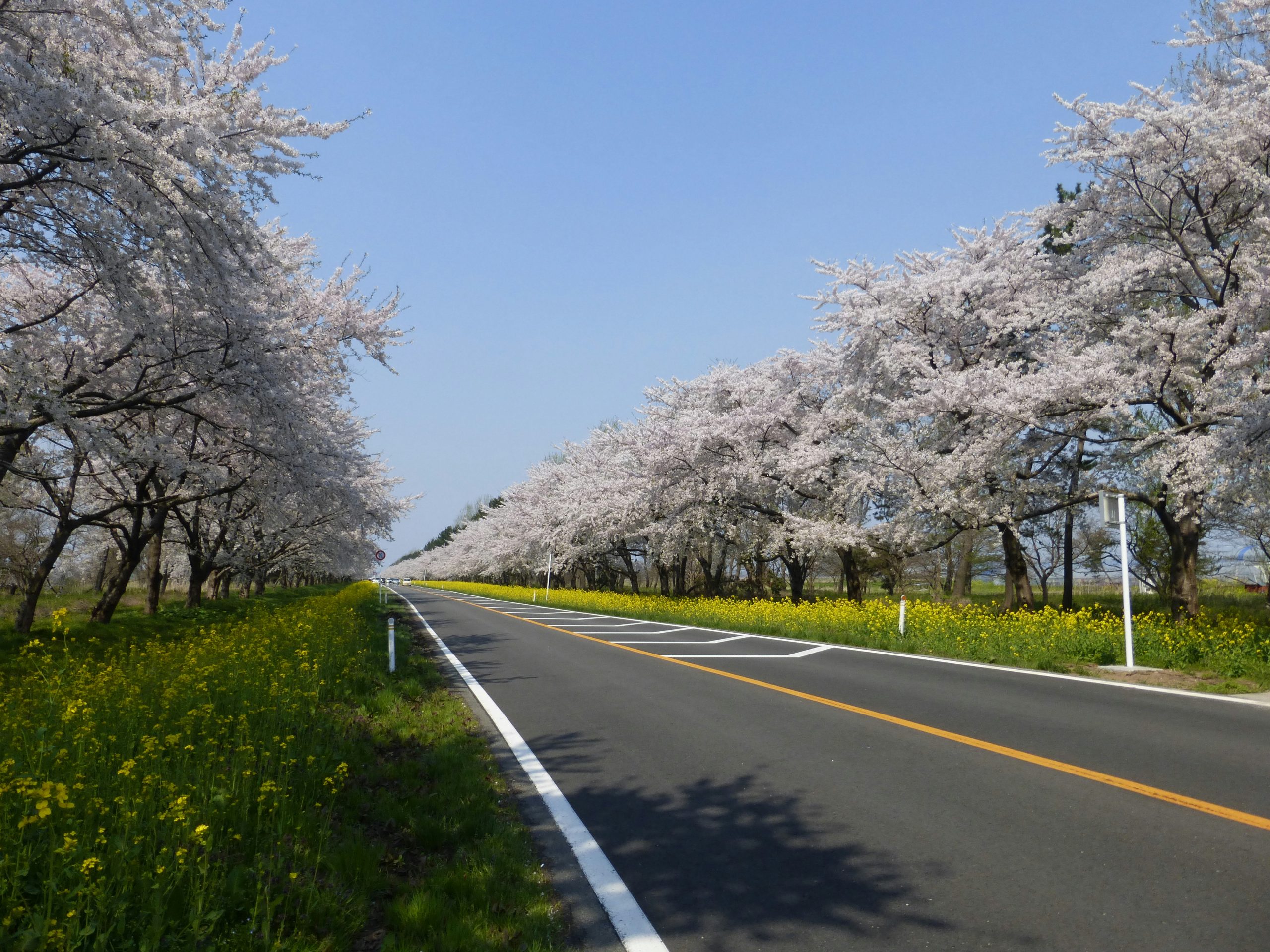 桜並木と菜の花ロード（秋田県大潟村）