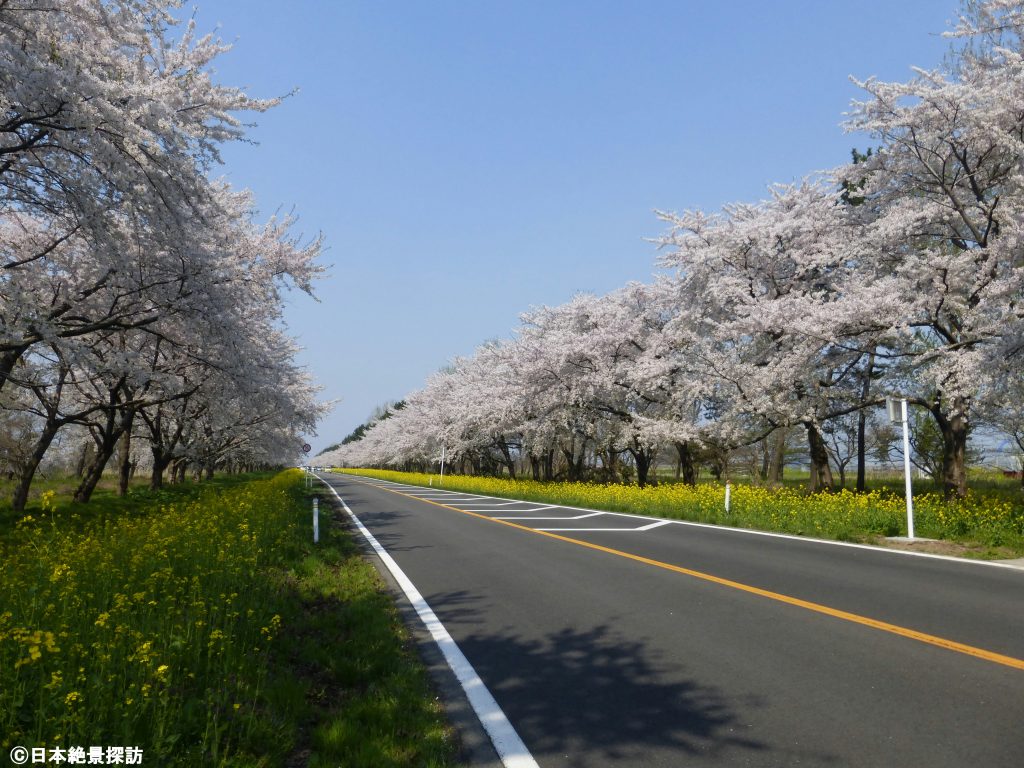 桜並木と菜の花ロード（秋田県大潟村）・どこまでも続く見事な桜並木