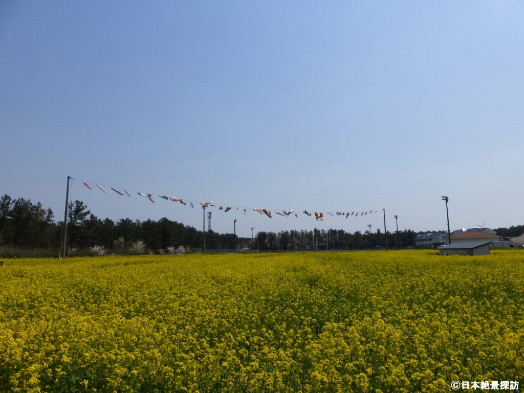 桜並木と菜の花ロード（秋田県大潟村）・一面の菜の花畑とGWの鯉のぼり