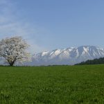 小岩井農場の一本桜（岩手県雫石町）