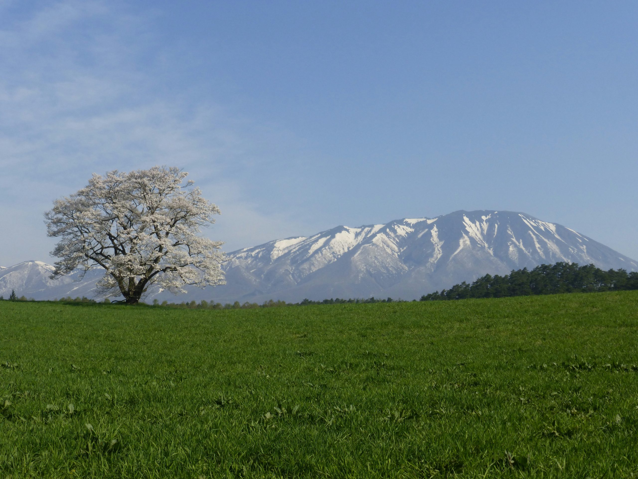 小岩井農場の一本桜（岩手県雫石町）